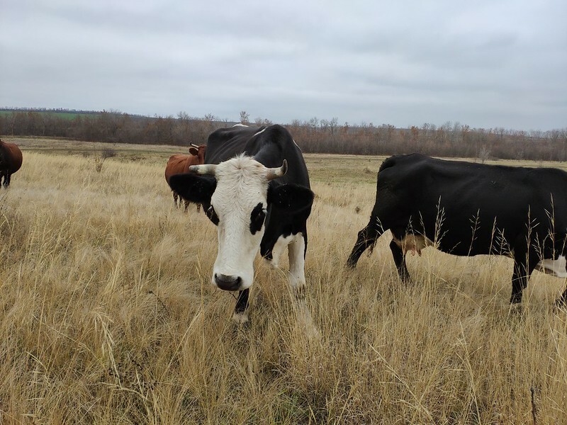 Главу омского кооператива обвинили в получении более 8 млн на покупку фейковых коров