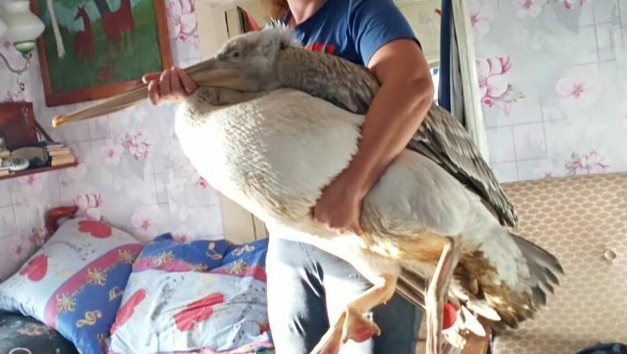 Неравнодушные жители Омской области отогрели пеликана