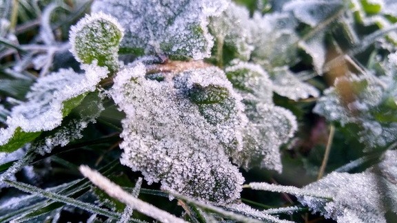 В Омской области спрогнозировали ночные заморозки до -5 градусов