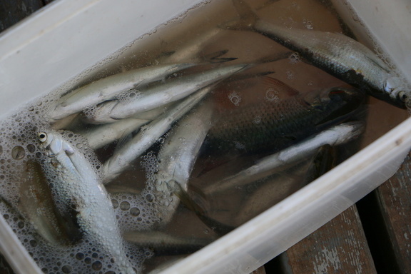 Рыба в реке Омь на грани замора из-за слишком большой нехватки кислорода
