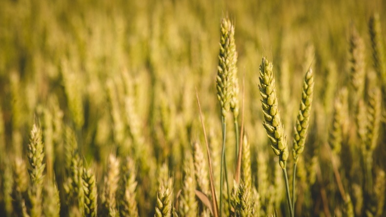 Через омскую границу с Казахстаном пытались нелегально вывезти 155 тонн пшеницы