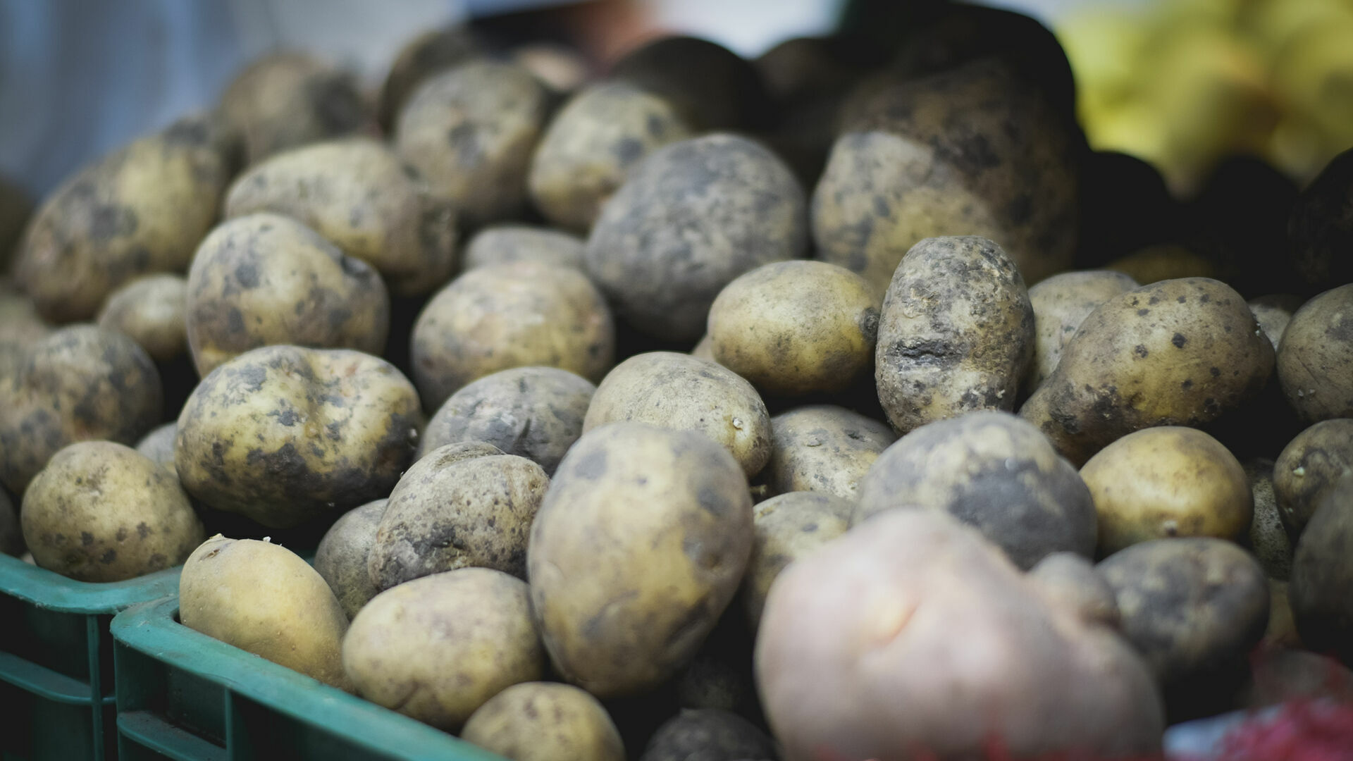 В Омске появится картофельная лаборатория