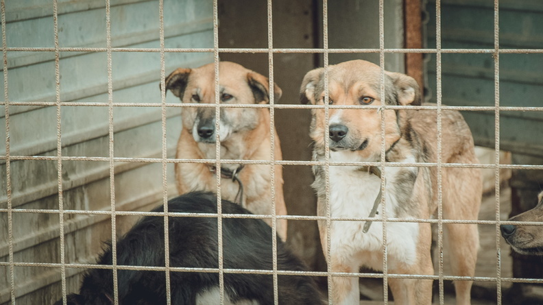 В Омске напавших на ребенка бродячих собак заберут в приют
