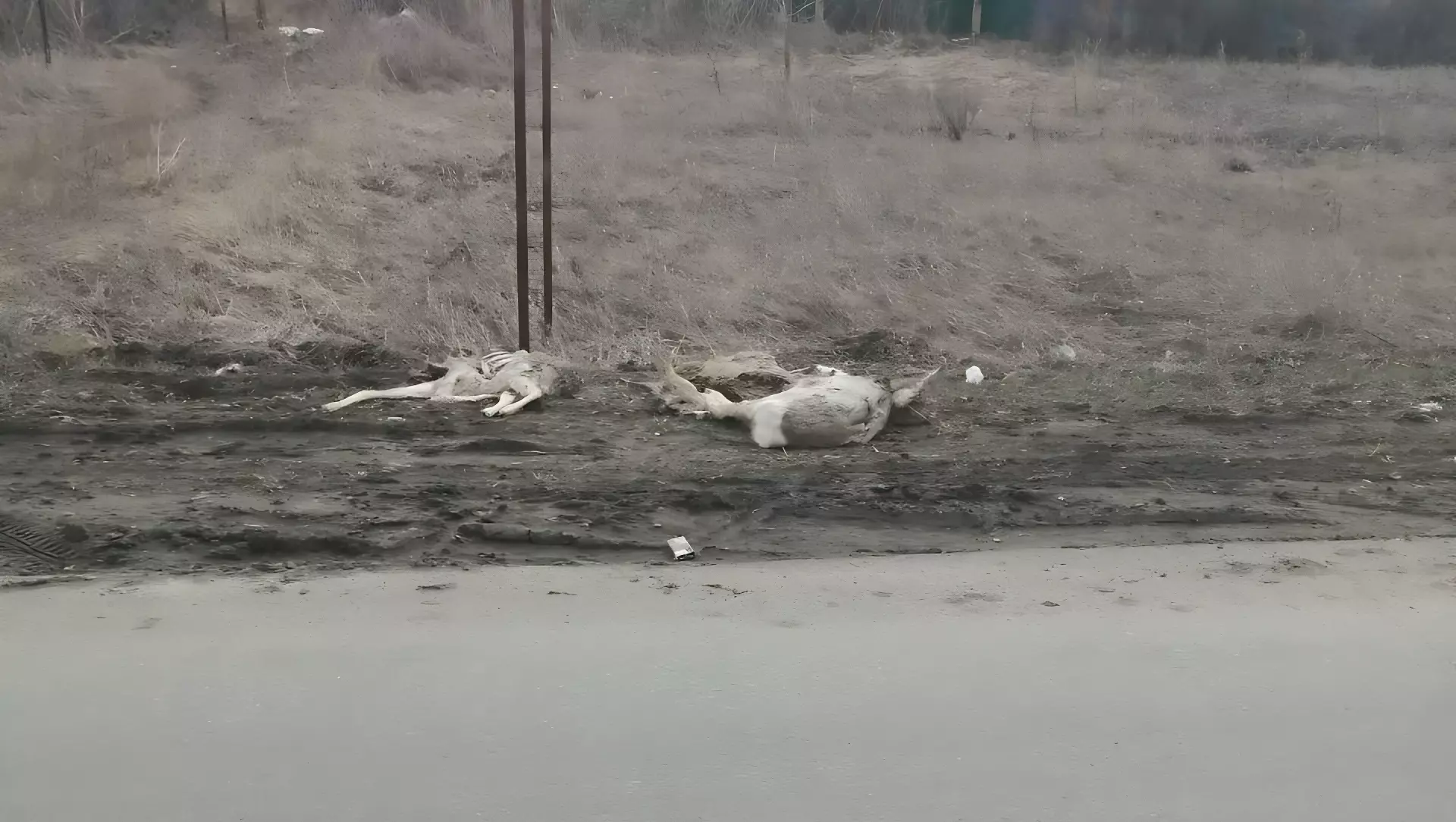 Омич обнаружил десятки мертвых косуль на обочинах дороги