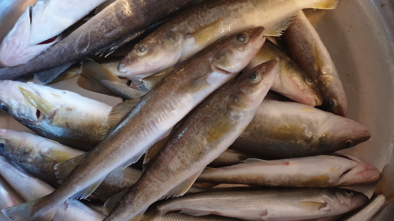 Из Омской области в Казахстан не выпустили 1.5 тонны аргентинской и чилийской рыбы