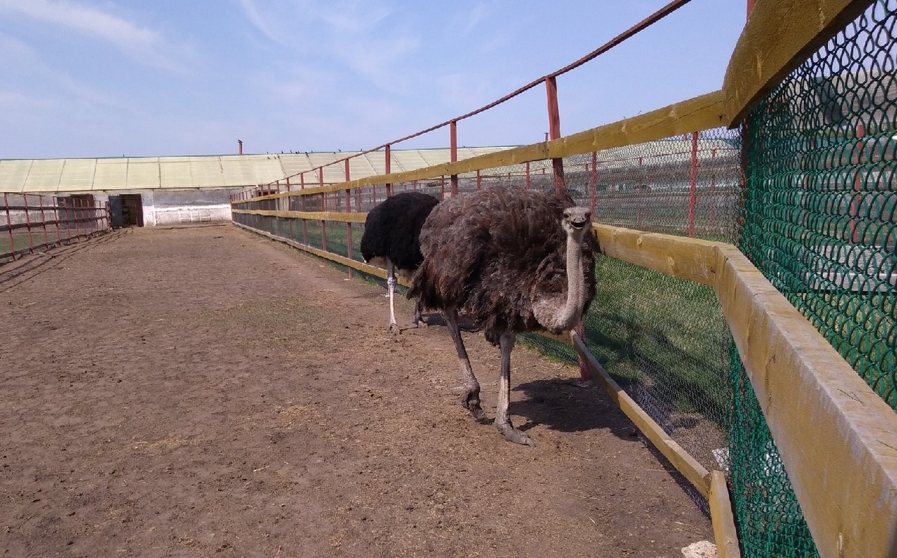 Под Омском открылась для посещения страусиная ферма