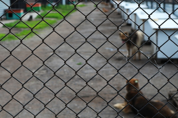 В переполненном омском приюте собаки загрызли двух своих сородичей